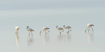 3 days amboseli safari - Photo 3