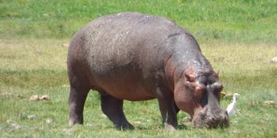 3 days amboseli safari - Photo 1