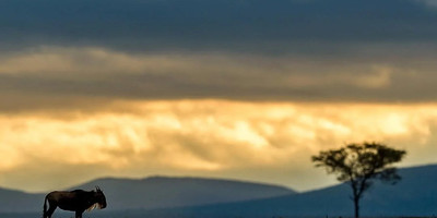 3 days budget breathtaking safari in maasai mara - Photo 6