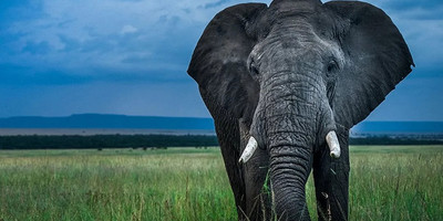 3 days budget breathtaking safari in maasai mara - Photo 4
