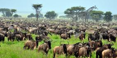 3-days exploration in tanzania iconic national parks - Photo 7
