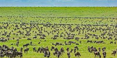 3-days exploration in tanzania iconic national parks - Photo 3