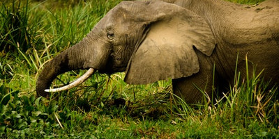 Four days uganda safari tour bwindi impenetrable and lake bunyonyi - Photo 4