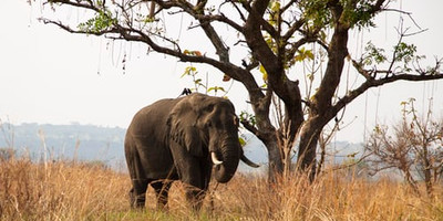 Four days uganda safari tour bwindi impenetrable and lake bunyonyi - Photo 6