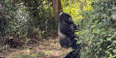 3 days gorilla tracking safari in uganda - Photo 2