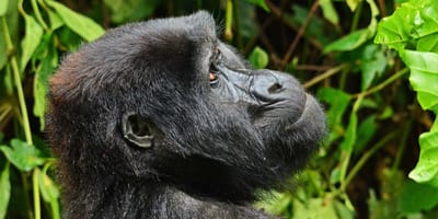 3 days gorilla tracking safari in uganda - Photo 8
