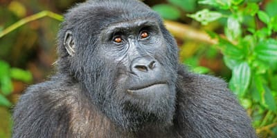 3 days gorilla tracking safari in uganda - Photo 12