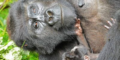 3 days gorilla tracking safari in uganda - Photo 10