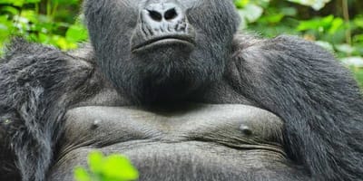 3 days gorilla tracking safari in uganda - Photo 6