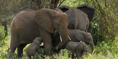 3 days high-end tanzania safari - Photo 1