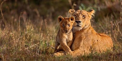 3 days maasai mara camping safari - Photo 1