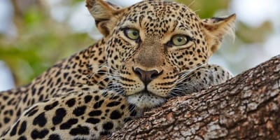 3 days maasai mara camping safari - Photo 3