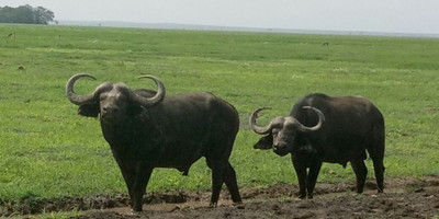 3 days maasai mara group camping safari - Photo 1
