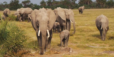 3 days maasai mara safari - Photo 2