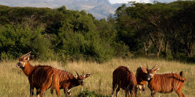 3 days maasai mara safari - Photo 4
