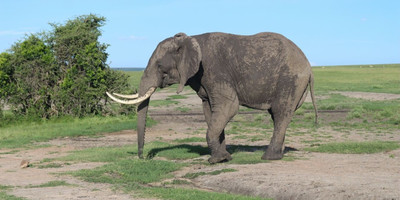 3 days masai mara daily departures - Photo 1