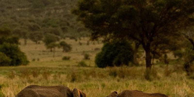 3 days masai mara flying safari package - Photo 3