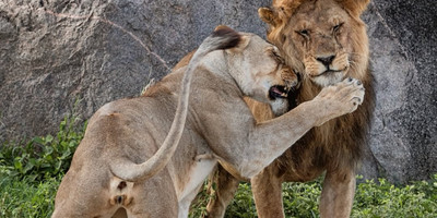 3 days masai mara flying safari package - Photo 2