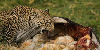 3 days masai mara safari - Photo 5