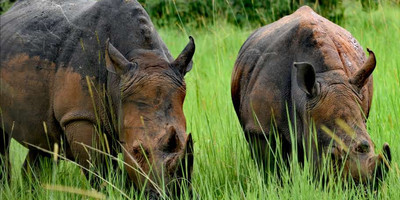  3 days murchison falls express tour - Photo 7