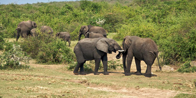  3 days murchison falls express tour - Photo 2