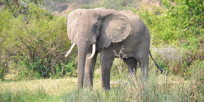  3 days murchison falls express tour - Photo 3