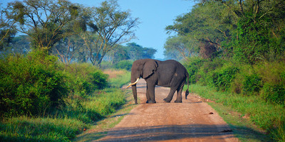  3 days murchison falls express tour - Photo 4
