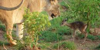  3 days murchison falls express tour - Photo 6