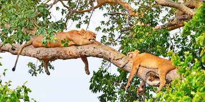 Murchison falls national park tour - Photo 5