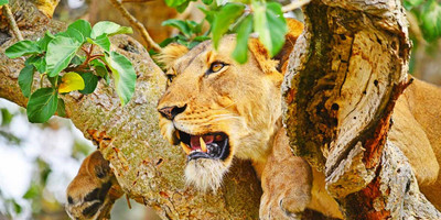 Murchison falls national park tour - Photo 16