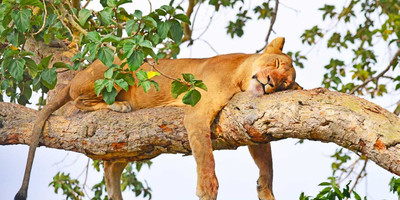 Murchison falls national park tour - Photo 14