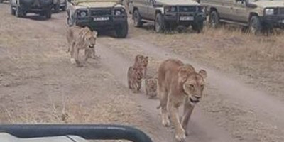  3 days safari(tarangire - ngorongoro crater - lake manyara) - Photo 1