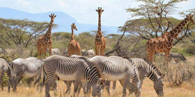 3 days samburu fly-in package - Photo 8