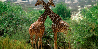 3 days samburu fly-in package - Photo 9