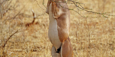 3 days samburu fly-in package - Photo 7