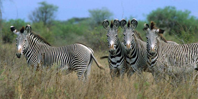 3 days samburu fly-in package - Photo 5