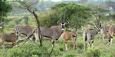 3 days samburu fly-in package - Photo 1