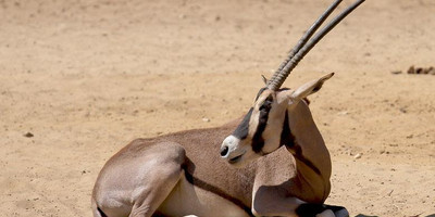 3 days samburu fly-in package - Photo 2