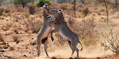3 days samburu fly-in package - Photo 6