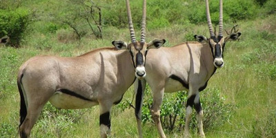 3 days samburu fly-in package - Photo 3