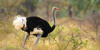3 days samburu fly-in package - Photo 4