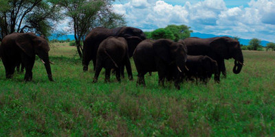 3 days tanzania safari booking last minute serengeti & ngorongoro crater - Photo 5