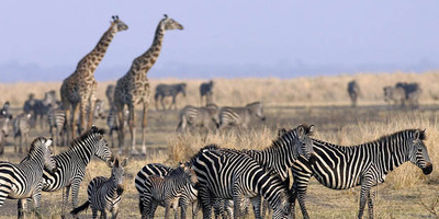 3 days tarangire national park, ngorongoro crater & lake manyara - Photo 8