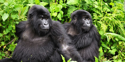 3 days uganda gorillas safaris - Photo 5
