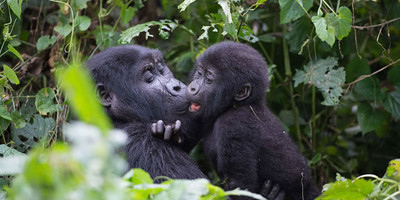 3 days gorilla trekking safari tour in uganda - Photo 2