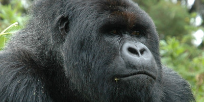 3 days gorilla trekking safari tour in uganda - Photo 3