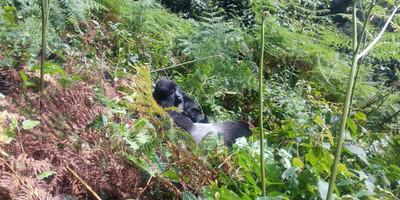 3 days gorilla trekking safari tour in uganda - Photo 5