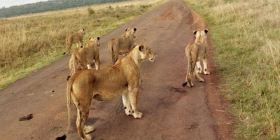 3 days murchison falls safari tour in uganda - Photo 4