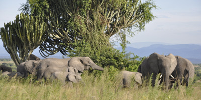 3 days murchison falls safari tour in uganda - Photo 2