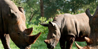 3 days murchison falls safari tour in uganda - Photo 6